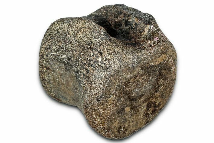 Ankylosaurian (Polacanthus) Vertebra - Isle of Wight, England #352095